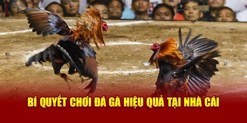 Cách cược đá gà 18Win của các cao thủ lâu năm