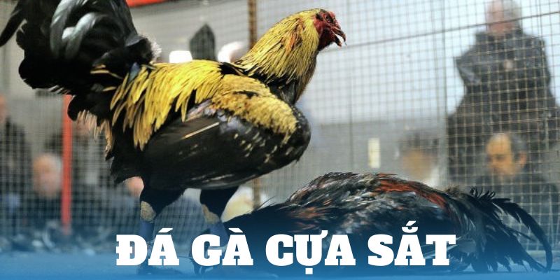 Tham gia xem đá gà cựa sắt tại 18Win