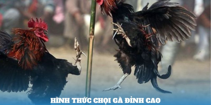 Hình thức đá gà cựa sắt đỉnh cao tại 18Win