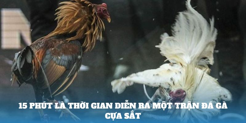 Thời gian diễn ra một trận đá gà cựa sắt rất nhanh chóng